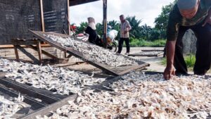 Zulkifli, pelaku UMKM ikan rebus, mengamati hasil produksi yang dijemur di Desa Nanassiam, Kecamatan Medang Deras, Kabupaten Batu Bara, Sumatra Utara. (ahmad putra)