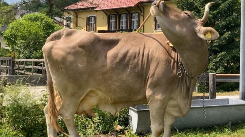 The farmer owns the cow Veronica