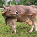 لفت انتباه ويغيل أن فيرونيكا تلعب بالعصي وتستخدمها أحيانًا لحك ظهرها وبطنها - جامعة الطب البيطري في فيينا