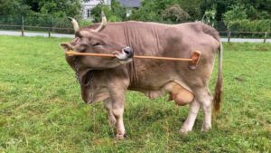 لفت انتباه ويغيل أن فيرونيكا تلعب بالعصي وتستخدمها أحيانًا لحك ظهرها وبطنها - جامعة الطب البيطري في فيينا