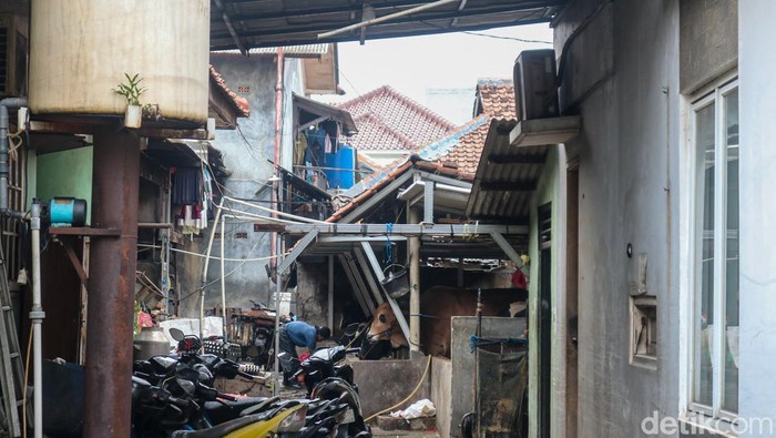 Peternakan sapi yang berada di tengah permukiman warga masih bertahan di kawasan Mampang, Jakarta, Selasa (13/1/2026). Meski berdampingan langsung dengan rumah penduduk, aktivitas peternakan tersebut berjalan tanpa menimbulkan keluhan dari warga sekitar.