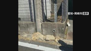 岡崎・花園緑地からの落石で軽乗用車２台損傷 住宅敷地に駐車中、長さ20センチ以上の石が落下 天井がへこむなど被害 | 名古屋・愛知・岐阜・三重のニュース【CBC news】 | CBC web