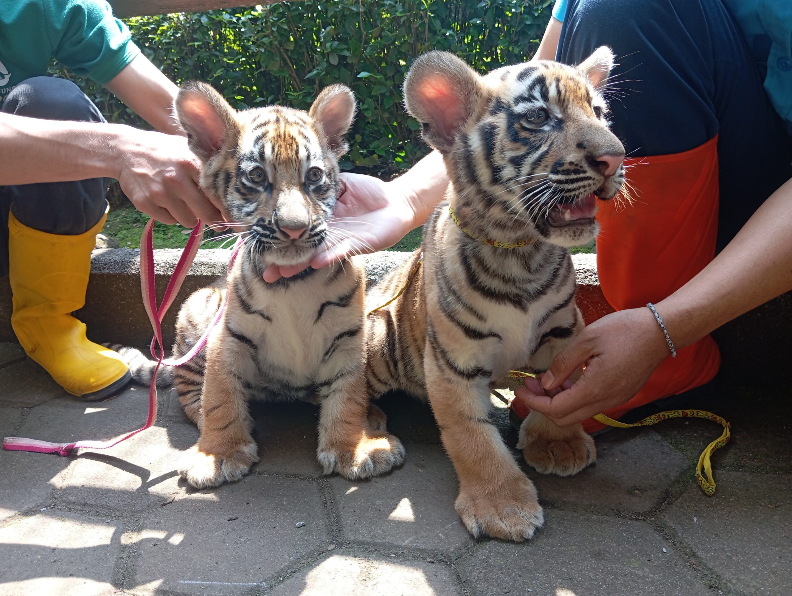 Dos crías de tigre de Bengala en el Zoológico de Bandung mueren por el virus de la panleucopenia, antes habían mostrado señales de esperanza