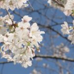 1990年代には花見客の“ゴミ問題”が… 今は｢持ち帰り｣がルール “違法駐車”防ぐため今年から通行止め措置も 名古屋･鶴舞公園 | 名古屋・愛知・岐阜・三重のニュース【CBC news】 | CBC web