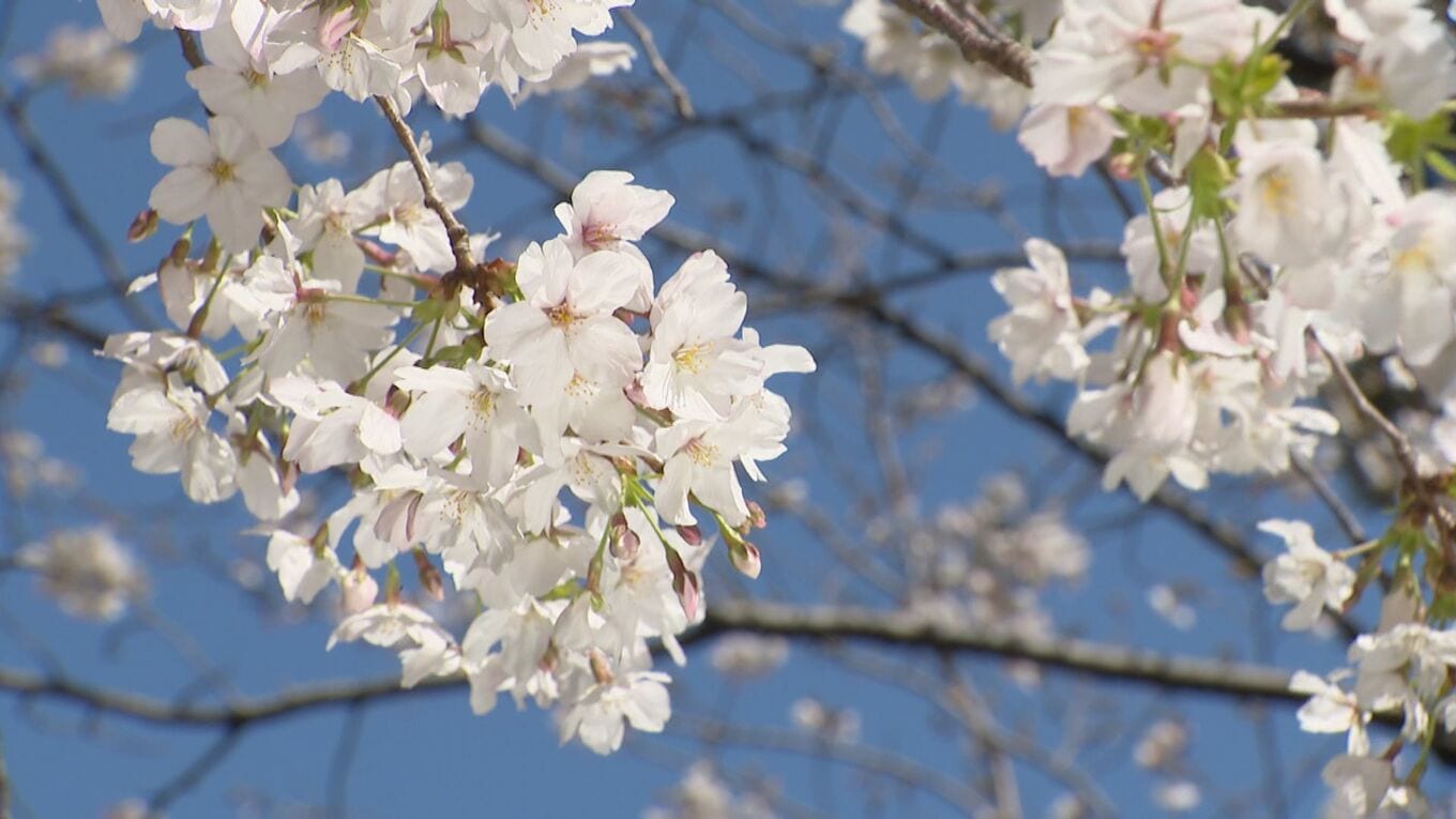 1990年代には花見客の“ゴミ問題”が… 今は｢持ち帰り｣がルール “違法駐車”防ぐため今年から通行止め措置も 名古屋･鶴舞公園 | 名古屋・愛知・岐阜・三重のニュース【CBC news】 | CBC web