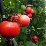 完熟トマト出荷始まる