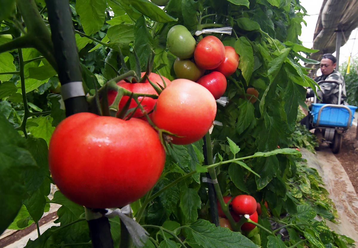 完熟トマト出荷始まる