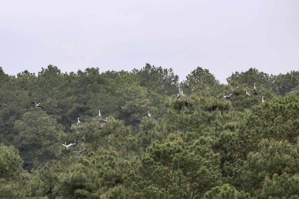 Lixiangxi becomes a habitat for water birds.