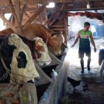 Ilustrasi. Sejumlah sapi ternak di Kota Bandung, jelang Iduladha Pemkot Bandung melalui DKPP memastikan hewan kurban yang beredar telah lolos pemeriksaan ante mortem dan siap dipantau melalui sistem barcode demi menjamin keamanan pangan masyarakat.(Taofik Achmad Hidayat/Radar Bandung)