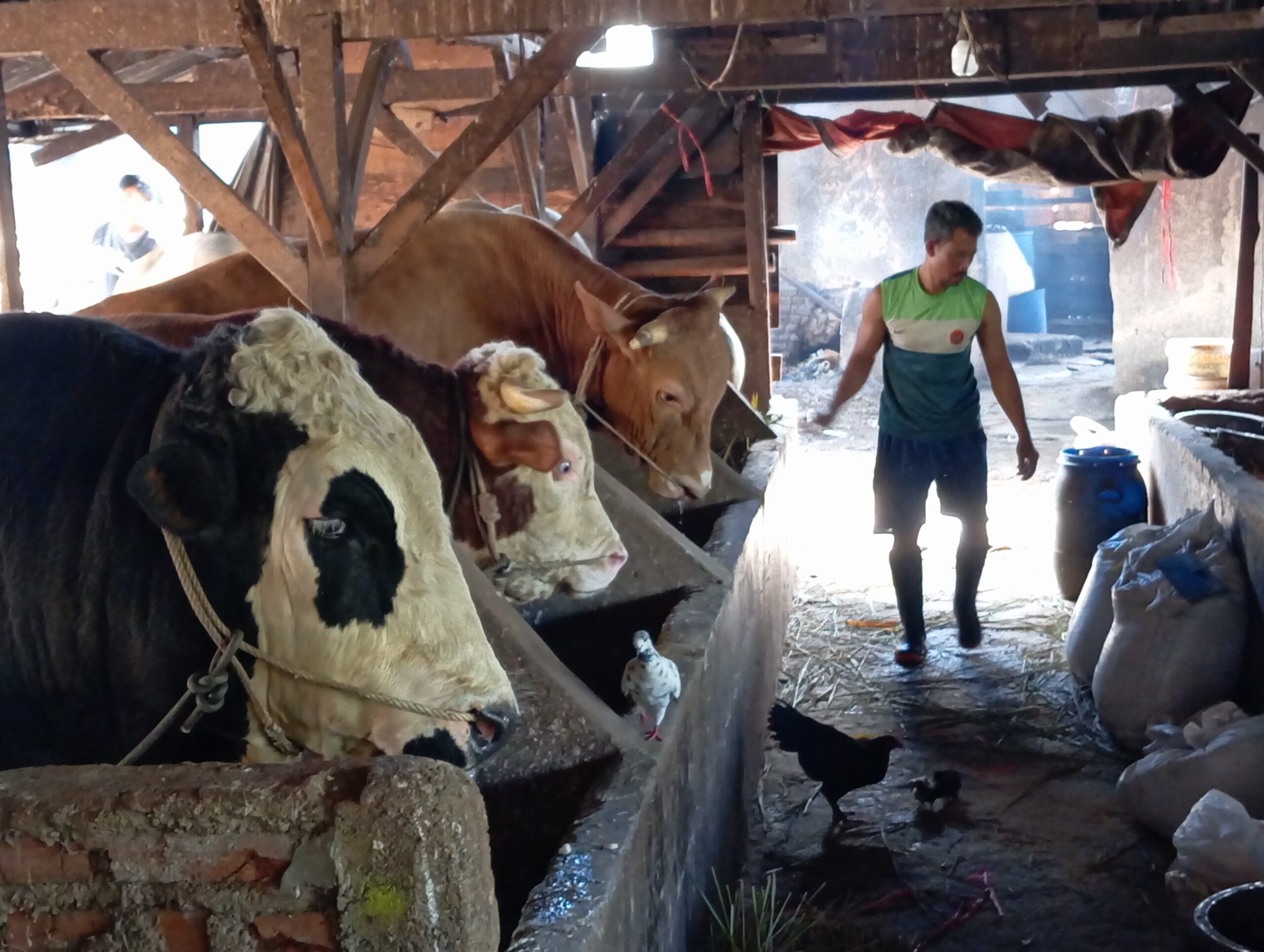 Barcode Becomes the Deciding Factor, Bandung City Government Guarantees Sacrificial Animals Are Healthy and Fit for Consumption Ahead of Eid al-Adha