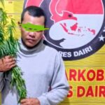 Tersangka dan barang bukti tanaman ganja diamankan di Mapolres Dairi. (istimewa)
