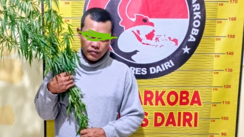 Tersangka dan barang bukti tanaman ganja diamankan di Mapolres Dairi. (istimewa)