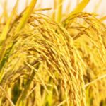 视频：水稻也有“还手之力” 科研团队新研究助粮食安全来源：中国新闻网