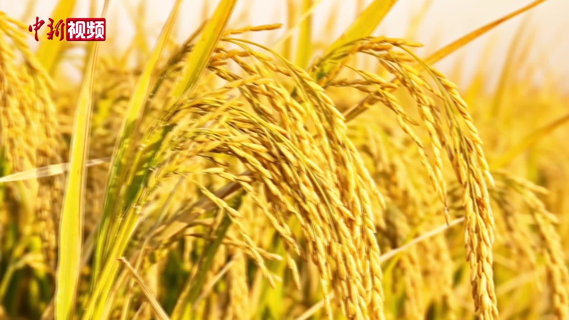 视频：水稻也有“还手之力” 科研团队新研究助粮食安全来源：中国新闻网