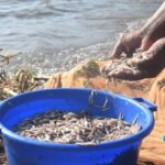 تحتضن بحيرة فيكتوريا أكثر من 42 مليون شخص يعتمدون عليها في الغذاء والعمل ومياه الشرب، لكنها تعاني من الصيد الجائر والتلوث والتغير المناخي (الجزيرة)