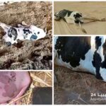 تفشي مرض الجلد العقدي ببنغازي