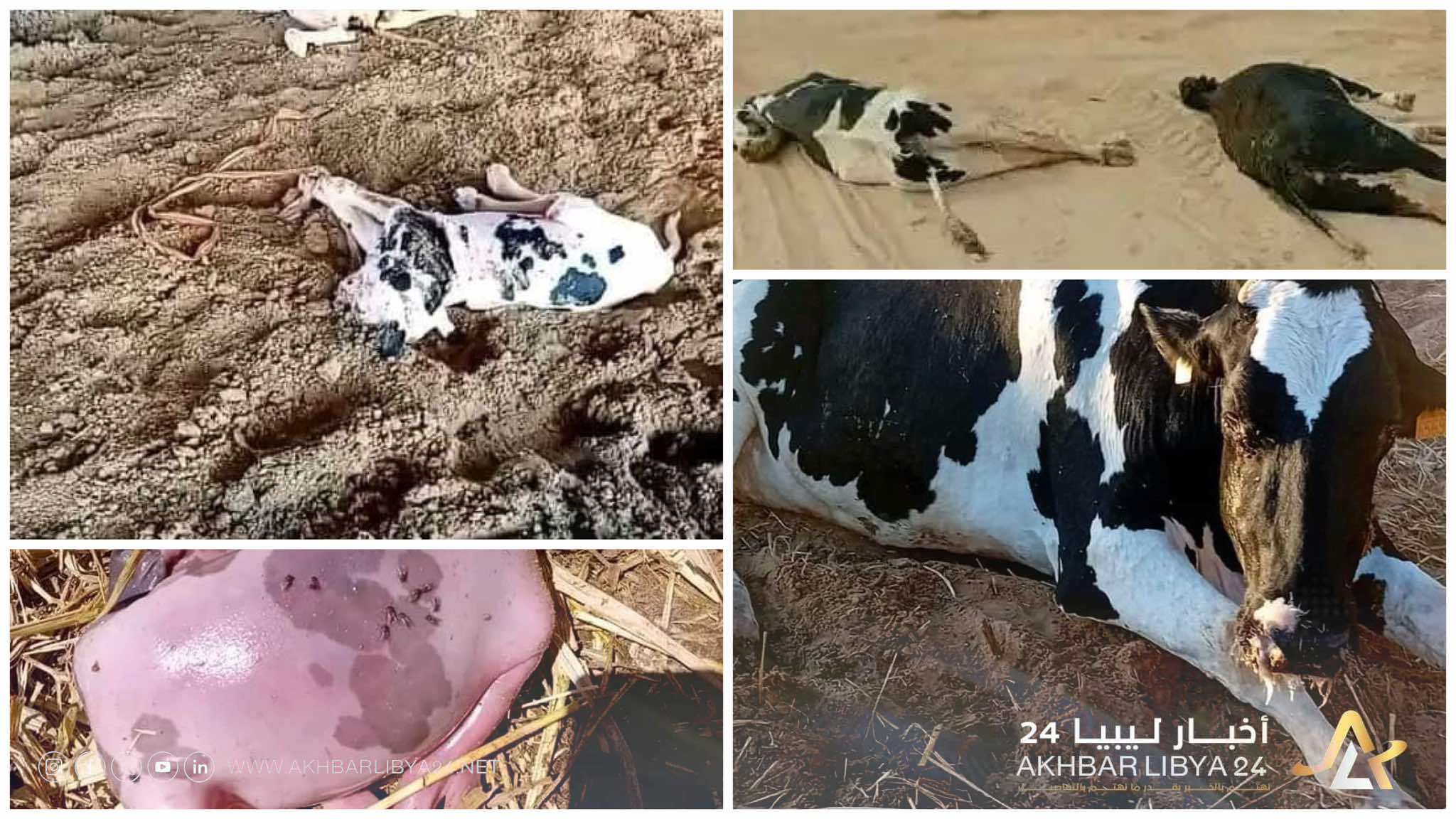 تفشي مرض الجلد العقدي ببنغازي