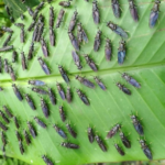 Hình ảnh ruồi lính đen.