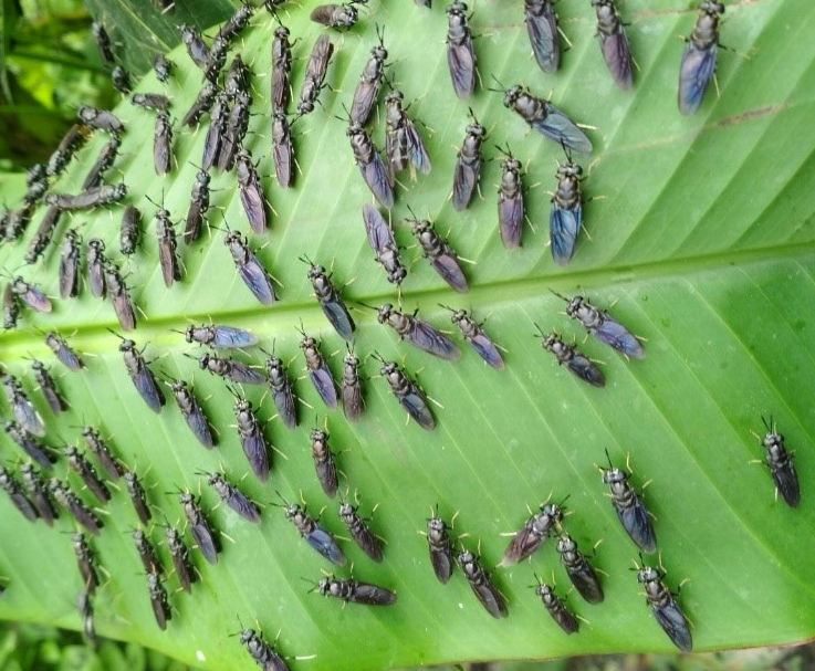 Hình ảnh ruồi lính đen.