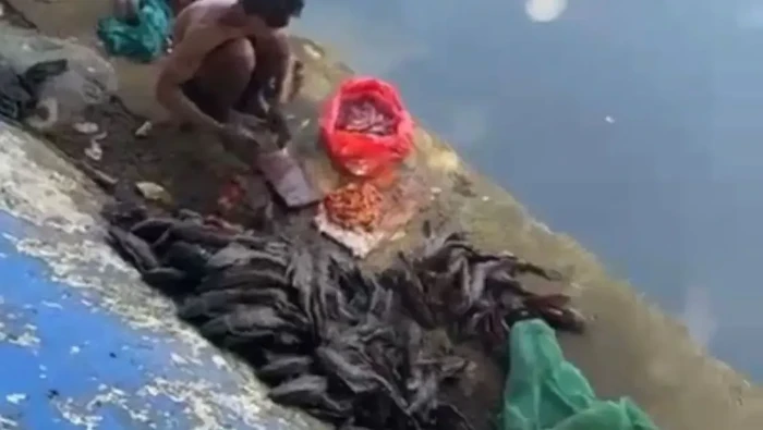 Foto: 5 pria di Jakpus kepergok cari ikan sapu-sapu untuk dijual diamankan Satpol PP (dok. Antara)