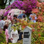 Visitors walk through azalea blossoms at Nezu Shrine on a mild spring day, April 22, 2026, in Tokyo. (AP Photo/Eugene Hoshiko)