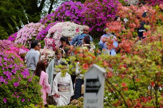 Visitors walk through azalea blossoms at Nezu Shrine on a mild spring day, April 22, 2026, in Tokyo. (AP Photo/Eugene Hoshiko)