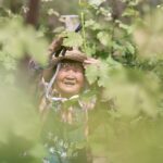 村民正在葡萄园内剪枝头。受访者供图