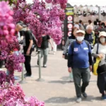 例年、大勢の来場者でにぎわうさっぽろライラックまつりの会場=2025年5月14日、札幌市中央区大通西7