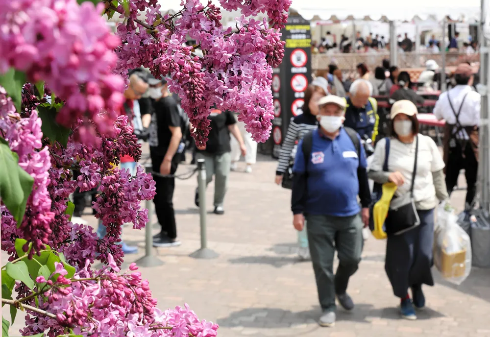 例年、大勢の来場者でにぎわうさっぽろライラックまつりの会場=2025年5月14日、札幌市中央区大通西7