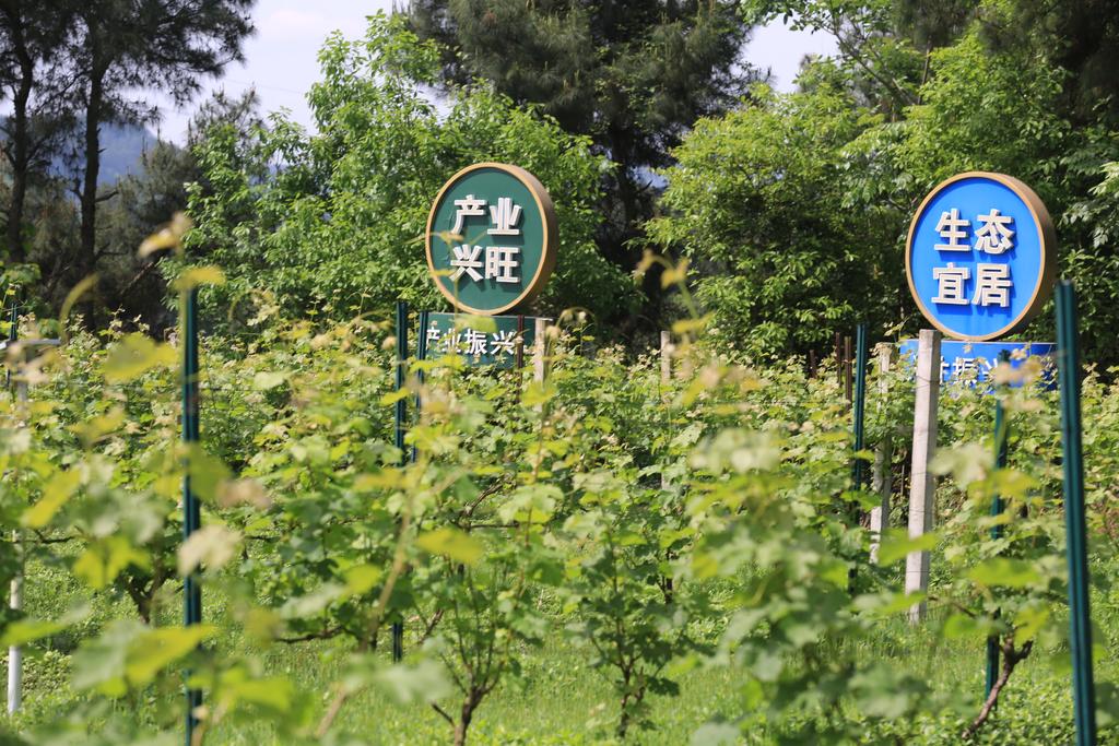 The vineyard is lush and verdant.
