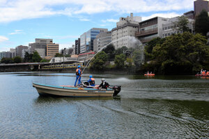 外濠（そとぼり）のひとつ、市ケ谷濠で2024年10月に開かれた水質改善対策の見学会=東京都千代田区、石平道典撮影