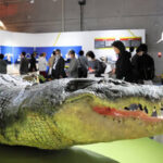 「超危険生物展 科学で挑む生き物の本気」で展示されている世界最大級のイリエワニ「ロロン」（フィリピン国立自然史博物館蔵）の実物大レプリカ=2026年4月17日、東京都台東区の国立科学博物館、長尾匠真撮影