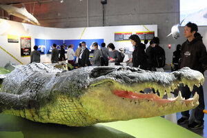 「超危険生物展 科学で挑む生き物の本気」で展示されている世界最大級のイリエワニ「ロロン」（フィリピン国立自然史博物館蔵）の実物大レプリカ=2026年4月17日、東京都台東区の国立科学博物館、長尾匠真撮影