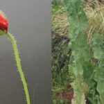 成長した「ソムニフェルム種」／愛知県提供（販売された苗の写真ではありません）