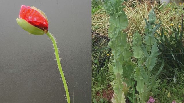 成長した「ソムニフェルム種」／愛知県提供（販売された苗の写真ではありません）