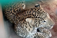 Leopard enters BJP leader's house, attacks elderly man in Sidhi, MP