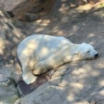 在りし日のゴーゴ（よこはま動物園ズーラシア提供）