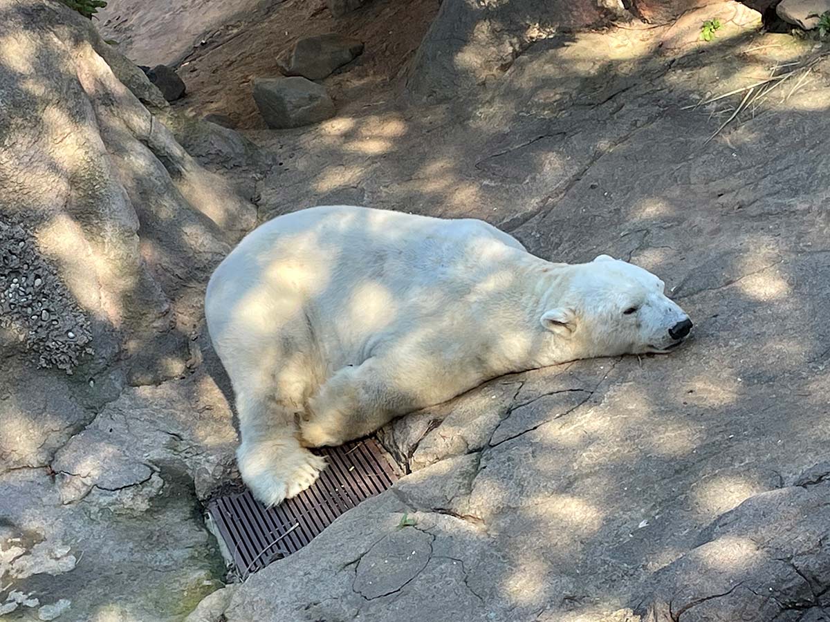 在りし日のゴーゴ（よこはま動物園ズーラシア提供）