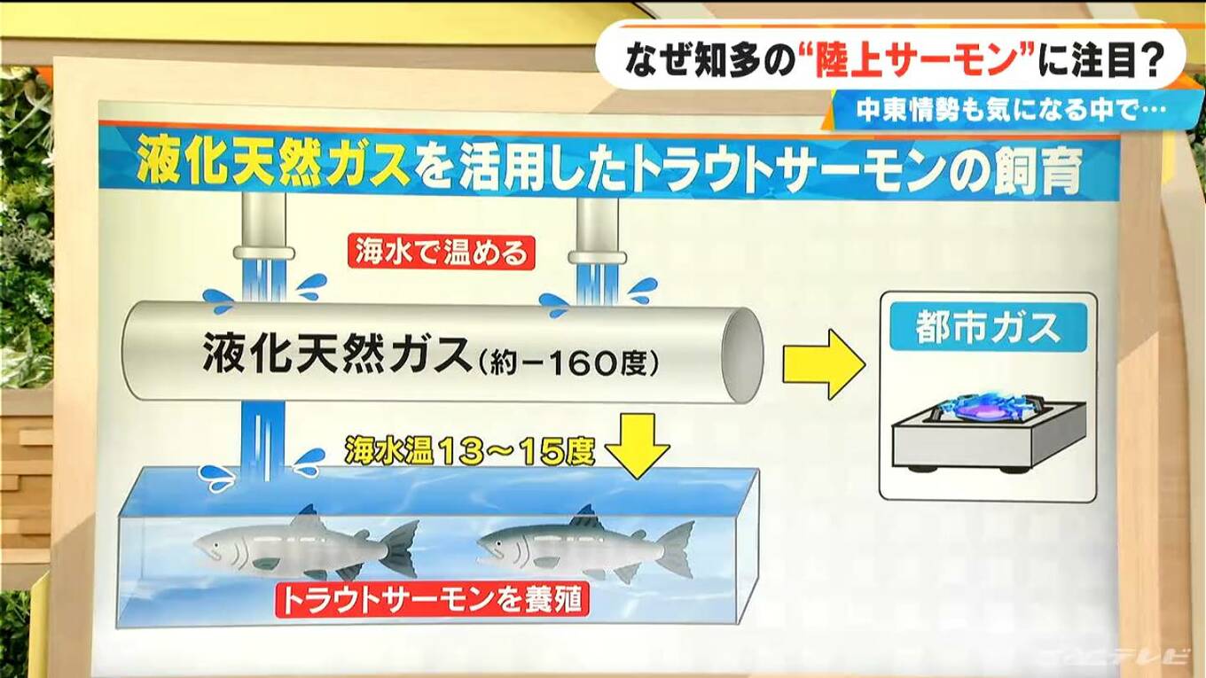 東海地方で相次ぐサーモン養殖 ガス製造過程で捨てられる“冷たい海水”を有効活用 中東情勢の影響受ける可能性は？ | 名古屋・愛知・岐阜・三重のニュース【CBC news】 | CBC web