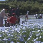 まるで“青のじゅうたん” 三重の志摩市観光農園で約30万株のネモフィラが見ごろに 楽しめるのは5月上旬まで | 名古屋・愛知・岐阜・三重のニュース【CBC news】 | CBC web