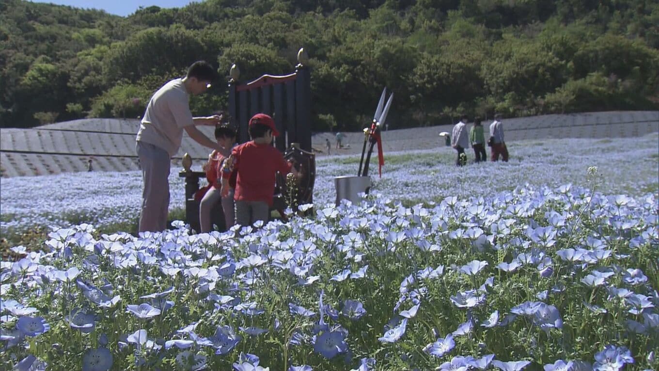 まるで“青のじゅうたん” 三重の志摩市観光農園で約30万株のネモフィラが見ごろに 楽しめるのは5月上旬まで | 名古屋・愛知・岐阜・三重のニュース【CBC news】 | CBC web