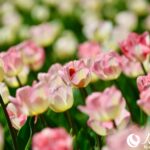 近日，中山公园郁金香进入盛花期。