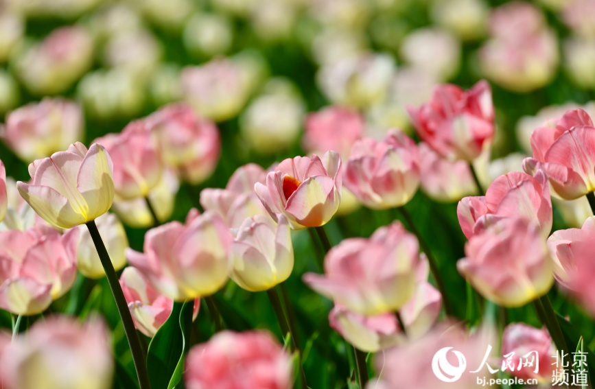 近日，中山公园郁金香进入盛花期。