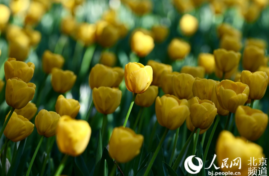The entire park has planted 180,000 bulbs, featuring over 100 tulip varieties.