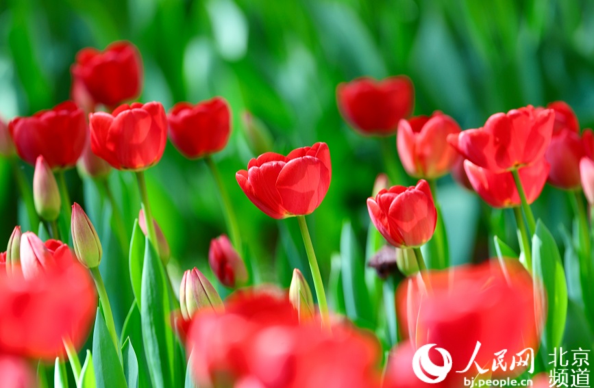 The entire park has planted 180,000 bulbs, featuring over 100 tulip varieties.
