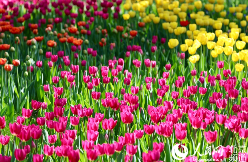 Combining the park's unique heritage of ancient trees, red walls, and historic architecture, seven outdoor themed scenic areas have been created.