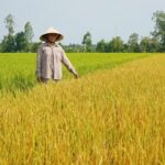 Bà Phạm Thị Ngọc Mến tại diện tích lúa bị thiệt hại.