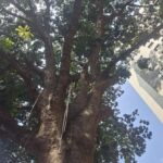 Pohon mahoni (Swietenia mahagoni) ini menyimpan segudang cerita, mulai dari sejarah masa kolonial hingga mitos warga sekitar. Maklum, usianya sudah lebih dari 120 tahun. (Hans Wilhem/detikTravel)