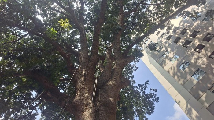 Pohon mahoni (Swietenia mahagoni) ini menyimpan segudang cerita, mulai dari sejarah masa kolonial hingga mitos warga sekitar. Maklum, usianya sudah lebih dari 120 tahun. (Hans Wilhem/detikTravel)