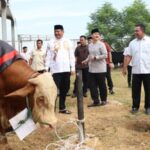 Sapi jenis Simental berbobot sekitar 1 ton milik Kapolda Sumut Irjen Pol Whisnu Hermawan Februanto yang disembelih pada Hari Raya Iduladha 1447 Hijriah di Mapolda Sumut.